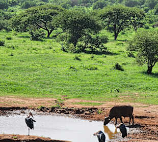 Wasserloch bei Kilaguni Serena Safari Lodge