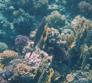Schnorcheln Brayka Bay Marsa Alam