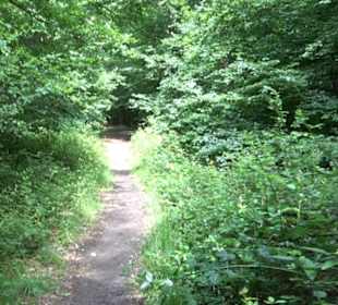 Wanderweg - Alter Steinbruch Pfaffenberg Runde