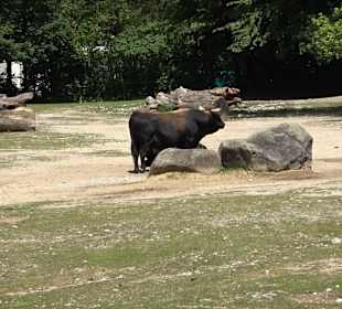 Tierpark Hellabrunn