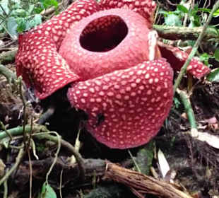 Die größte Bume der Welt