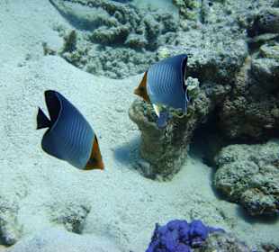 Rotkopf-Falterfische