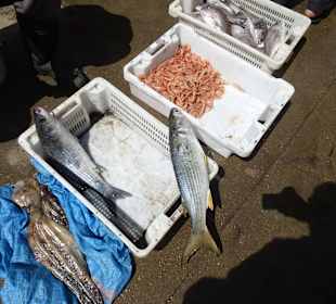 Frischer Fisch, direkt aus dem Meer