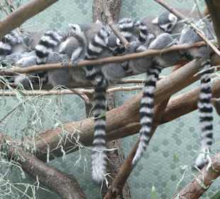 Kattas beim Kuscheln