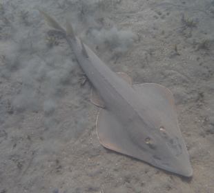 Nordriff - Gitarrenhai