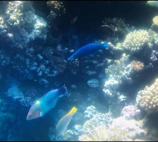 Fische 