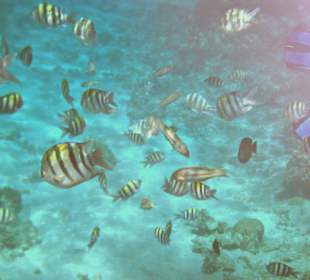 Fische vor Little Magawish Island