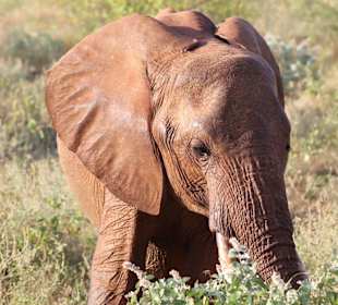 Kleiner Elefant