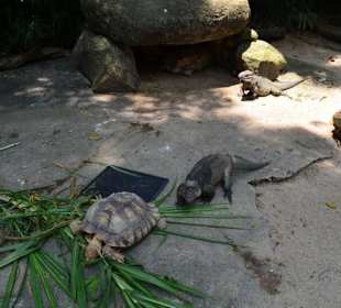 Singapur Zoo