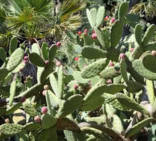 Rundgang durch den Botanischen Garten Cagliari