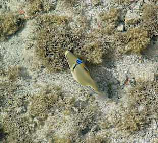 Drückerfisch