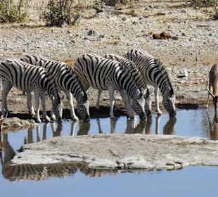 Etosha Nationalpark