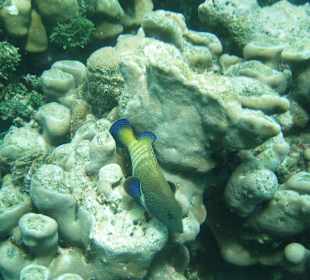 Schnorcheln am Riff Aquarium