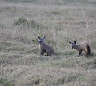 Löffelhunde (Bat-eared fox)