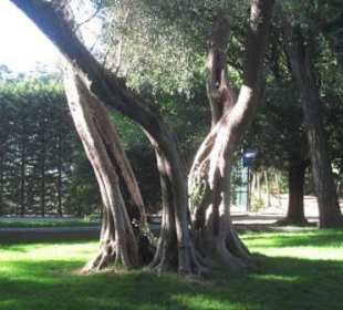 Einer von 17.500 Bäumen des El Retiro