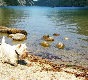 Links alte Holzstämme für Fotos