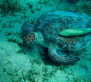 Hotel Lahami Bay Hausriff