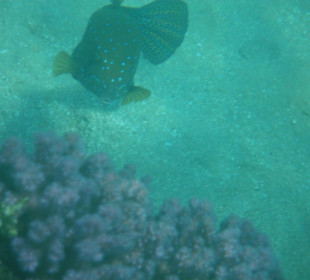 Blaupunkt Kugelfisch am Hotelriff