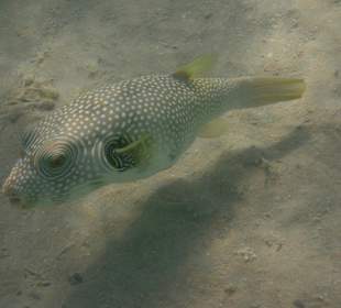 Schnorcheln Makadi Bay