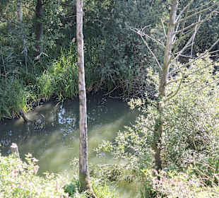 Impression vom Aussichtsturm Moorochse