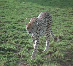 Gepard
