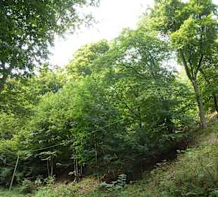 Burg Falkenstein