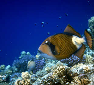 Schnorcheln Marsa Alam