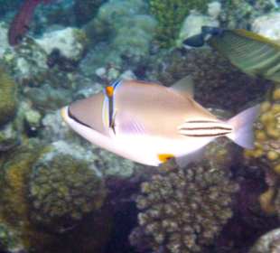 A nice Picasso fish on the house reef