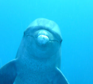 Delfine-Joseph Mogli`s Freunde