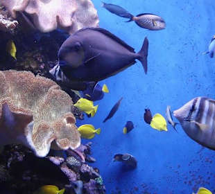Unterwasserwelt