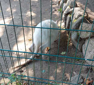 Wildpark Osterzgebirge