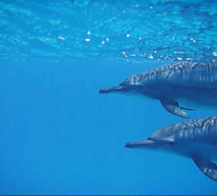 Eine traumhafte Begegnung!