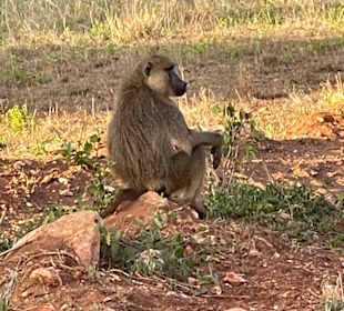 Geführte Touren Robert Safaris Adventure Galu Beach