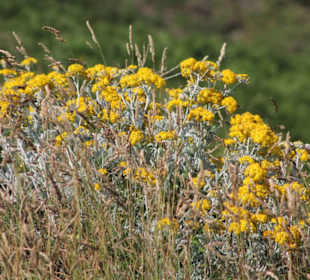 Cap Fréhel