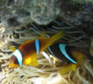 Das Riff ist ein Traum