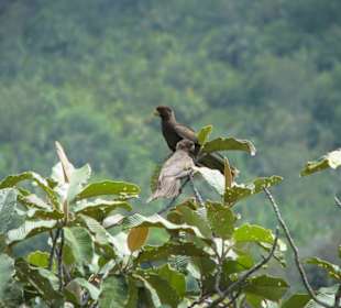 Black Parrot