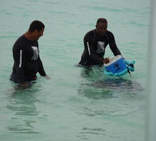 Fütterung der Raubtiere