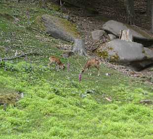 Rehe