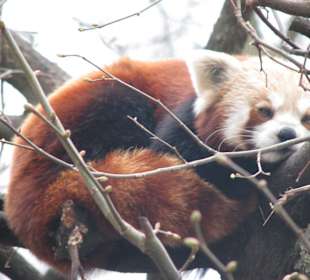 Kleiner Panda