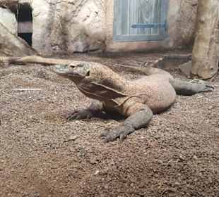 Echse im Leipziger Zoo