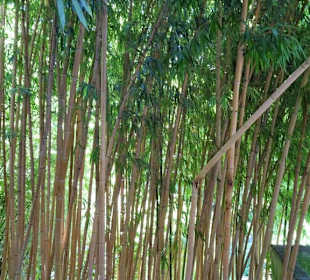 Im Bambushain von Schloss Trauttmansdorff