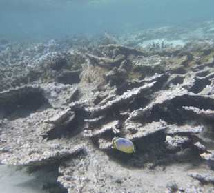 Schnorcheln Bel Ombre