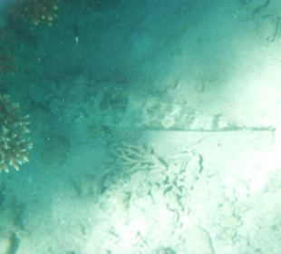 Hausriff, Krokodilfisch