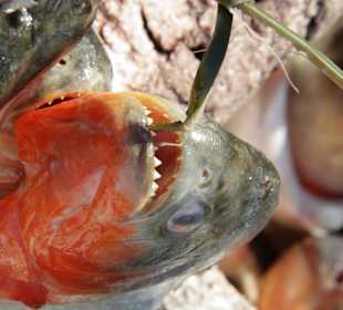 Piranha