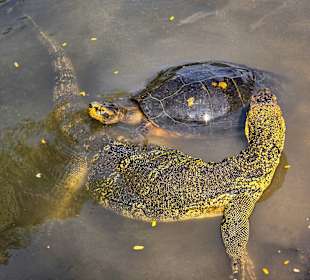 Turtles und Waran beim schmusen 