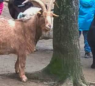 Ziegen im Streichelzoo vom Schau-BAUER(n)HOF