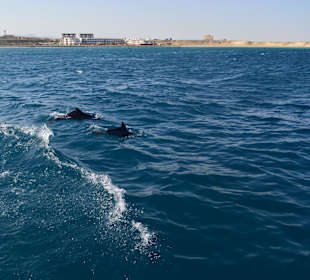 Delphine begleiten die Nefertari