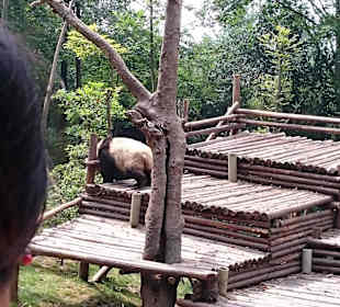 Giant panda