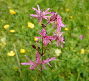 Schöne Wiesenpflanze