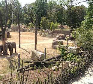 Die großzügige Elefantenanlage